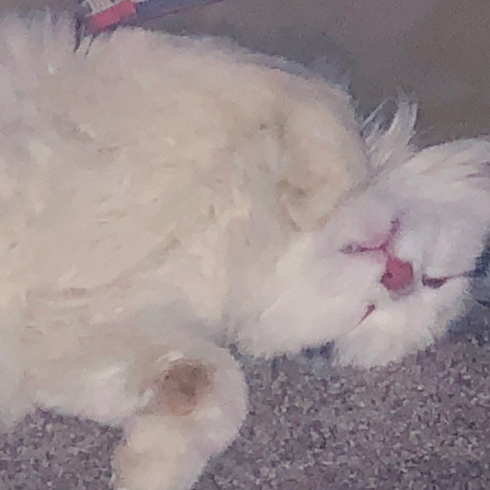 Meet your Posher, Christy